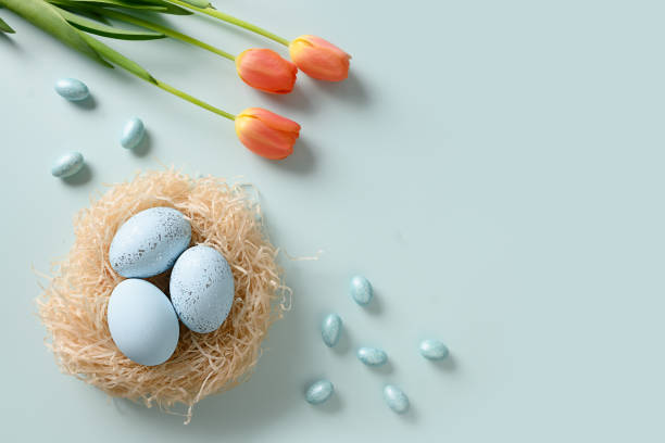 Easter eggs in nest on blue background. Easter eggs in nest and spring tulips on blue background. View from above. Easter greeting card with copy space. Top view. orthodox church easter stock pictures, royalty-free photos & images