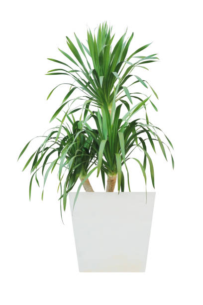 istock Dragon Tree, Dracaena Plant in Square White Pot Isolated on White Background with Clipping Path 1386212102