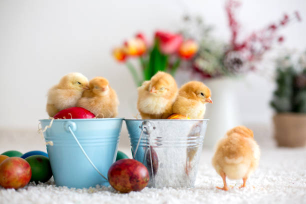 istock Cute little newborn chicks in a bucket and easter eggs 1386212898