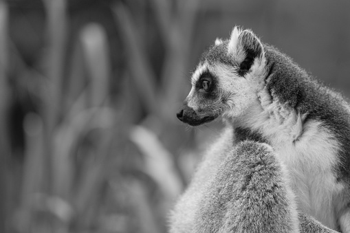Black and white side portrait of a lemur