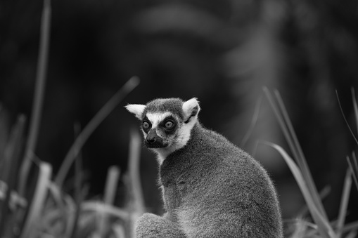 a ring-tailed lemur (Lemur catta) sitting on a trunk.