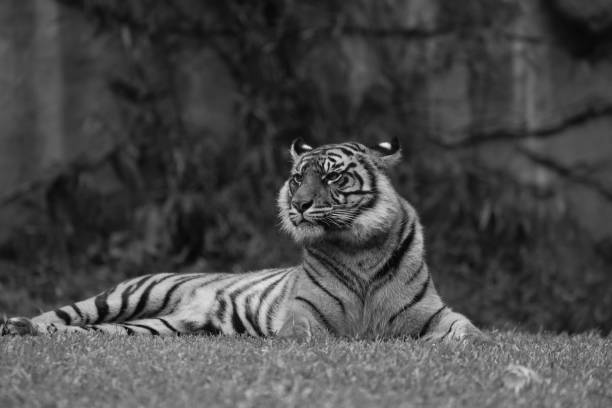 istock Female Young Bengal Tiger 1386214318