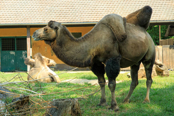 istock Arabian camels on the grass 1386214392