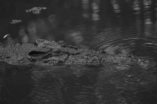 istock Australian Saltwater Crocodile 1386214475