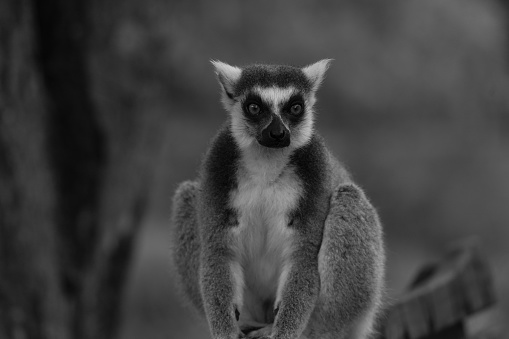 Black and white portrait of a lemur looking at the camera
