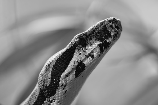 Black and white Close up photo of Burmese Python