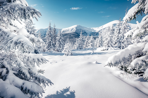 Blue sky with wispy clouds, snow capped mountain, and tall trees covered in heavy snow.