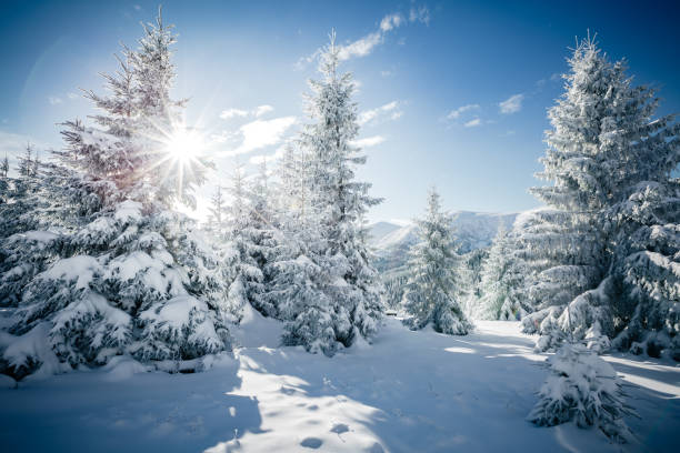 istock Scenic image of spruces tree in sunlight. 1386215168