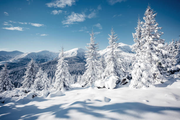 istock Magic image of spruces glowing by sunlight. 1386215173