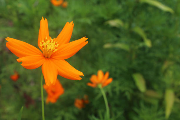 Orange wild spring flower growth on blur green garden background. Nature beauty.