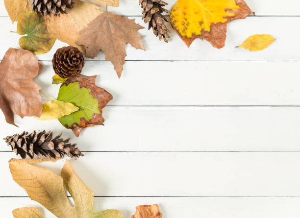 istock autumn leaves on a white background 1386216838