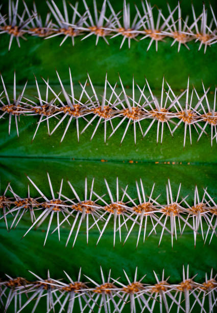 캐터스 배경기술 - agave cactus natural pattern pattern 뉴스 사진 이미지