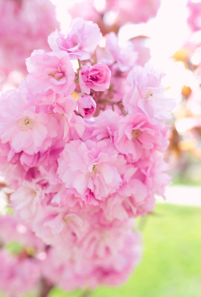 istock Amazing pink sakura tree in bloom in spring in sunny day 1386219194