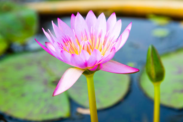 istock Pink Lotus Flower 1386221235