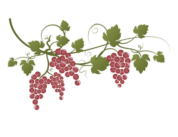 winorośl z czerwonymi winogronami na przezroczystym tle - red grape illustrations stock illustrations