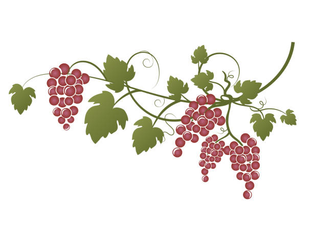 winorośl z czerwonymi winogronami na przezroczystym tle - red grape illustrations stock illustrations