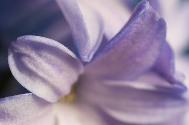 istock Hyacinth flower close up shot 1386221364