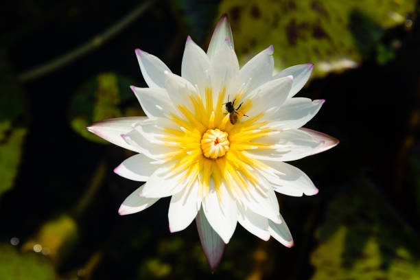 istock White Lotus Flower and Bee. 1386221399