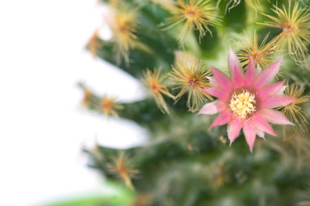 istock Pink Cactus Flower Blooming on white background 1386222672