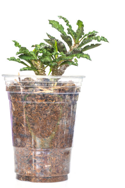 istock Euphorbia cap-saintemariensis tree in plant pot on white background. 1386222723