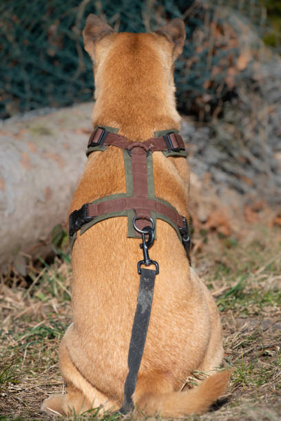 istock A young brown German Shepherd mix breed with a harness and a tow leash stands with his back to the viewer and looks ahead 1386223509
