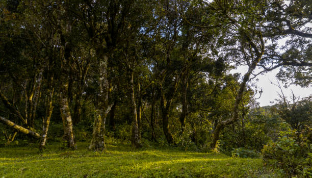 istock Early Morning Sunrise in forest 1386223927