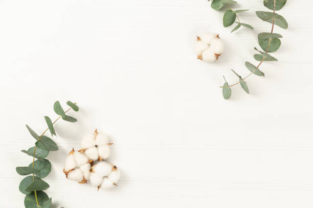 istock eucalyptus leaf and cotton on a white background 1386225208