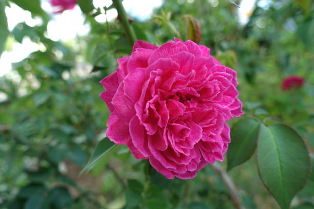 Beautiful Damask rose in the garden stock photo