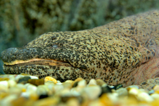 salamandra gigante china en acuario de agua dulce - salamandra fotografías e imágenes de stock