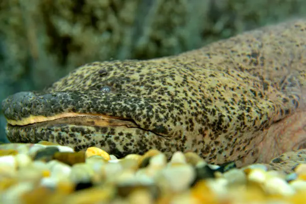 Close up chinese giant salamander in freshwater aquarium, selective focus.