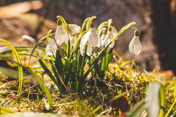 istock Spring snowdrops in the sun. Wild spring flowers. 1386226553