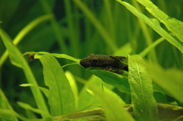 istock Aquarium fish - Ancistrus 1386228869