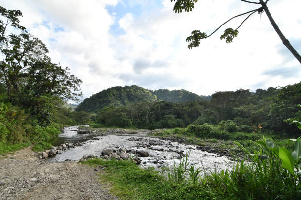 drzewo w górach, zdjęcie jako tło, zrobione w parku jeziora arenal volcano w kostaryce środkowej - costa rica rainforest central america arenal volcano zdjęcia i obrazy z banku zdjęć