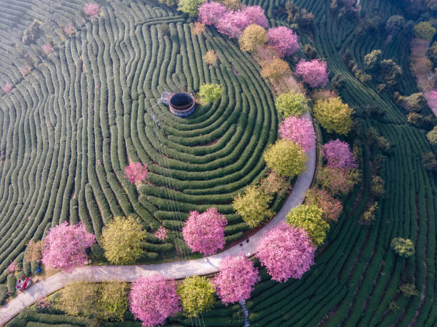 luftaufnahme von rosa kirschblüten im grünen teegarten - echter teestrauch stock-fotos und bilder