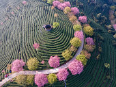 Aerial photo of pink cherry blossoms in green tea garden