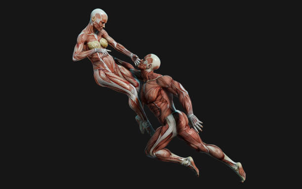 Male and female figures pose with skin and muscle map on dark background with clipping path. stock photo