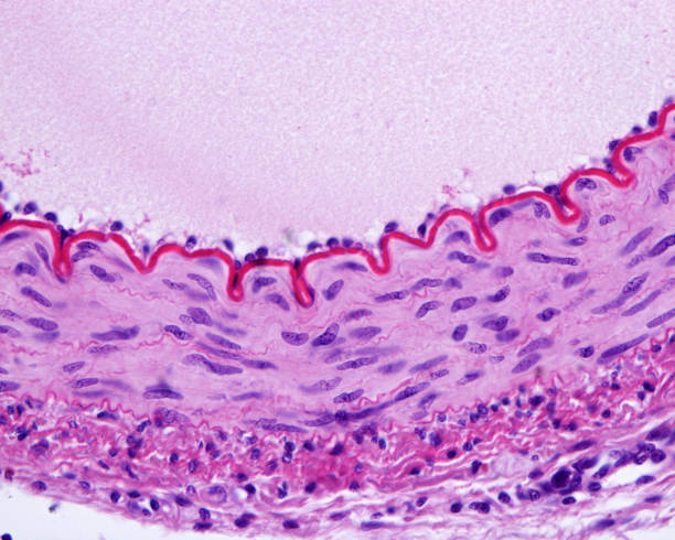 Muscular artery wall Cross-sectioned wall of a muscular artery, showing from the central lumen: endothelial cell nuclei, a wavy internal elastic lamina, stained pink, a middle layer with smooth muscle fibres and some elastic fibers, and an outer connective tissue adventitia with many collagen fibers. endothelial stock pictures, royalty-free photos & images