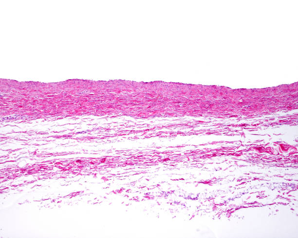 Large vein Very low magnification micrograph showing the wall of a large vein. The muscular layer is very thin. Almost the entire wall corresponds to the adventitia layer, rich in bundles of collagen fibers. tunica adventitia stock pictures, royalty-free photos & images