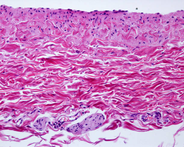 Large vein wall Light micrograph of a longitudinal section of a large vein showing, from the top, the tunica intima with the endothelium and a thin subendothelial connective tissue. A media layer formed by a few bundles of circular cross sectioned myocytes. The majority of the wall is occupied by intermingled bundles of collagen fibres belonging to the tunica adventitia. Two small nerve fiber bundles can be seen in the adventitia. tunica adventitia stock pictures, royalty-free photos & images