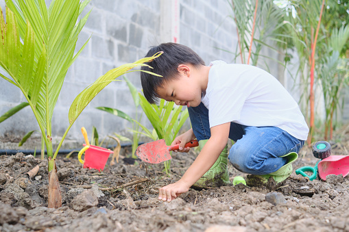Asian boy planting young palm tree on black soil at home backyard, The kid takes care of plants in garden in summer, Happy home gardening, Home based Learning, Save the world and environment concept