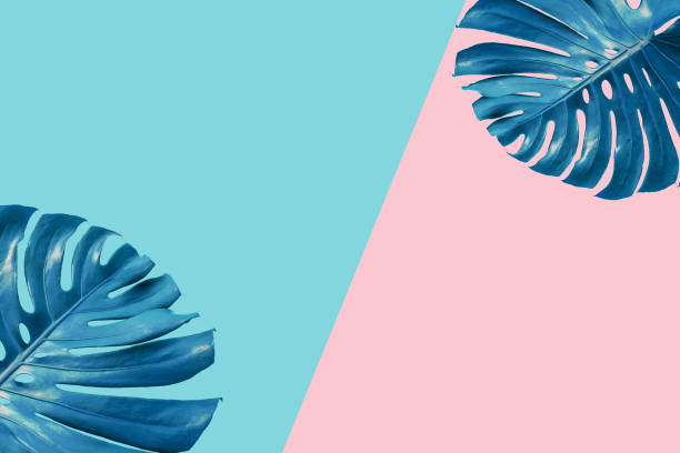 istock Monstera top view leaf model philodendron isolated on pastel background / copy space - top view 1386237081