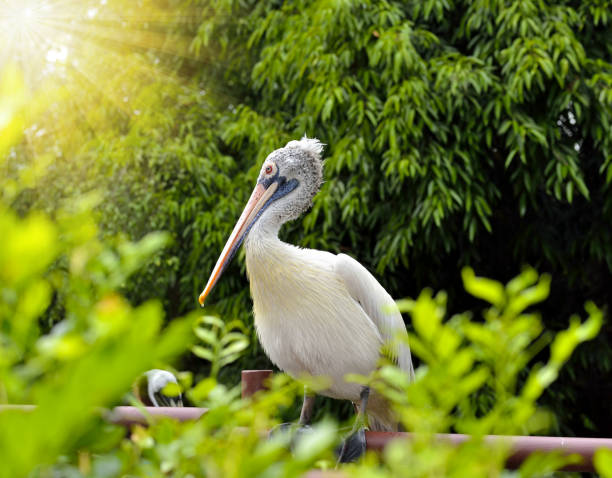 istock Pelican (pelecanus conspicillatus) in the park 1386237085