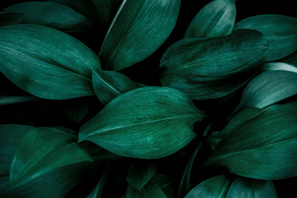 istock abstract green leaf texture, nature background, tropical leaf thailand 1386237138