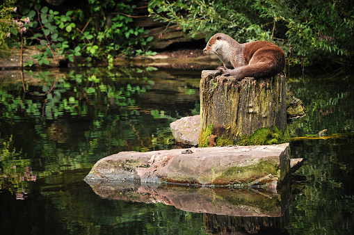 otter lying on a tree trunk in the river, there are rocks and you can see the reflections in the water.