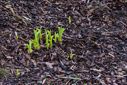 Young green shoots are bursting with vigor and can be seen everywhere in spring