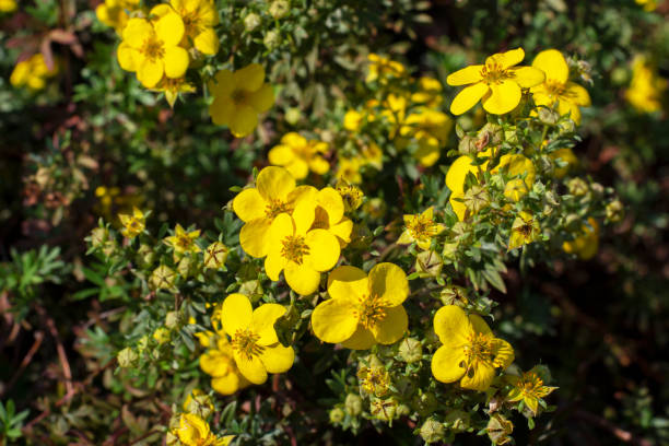 Yellow cinquefoil flower Potentilla blossom, bright sunny of natural cinquefoil flowering branch Yellow cinquefoil flower Potentilla blossom, bright sunny photo of natural cinquefoil flowering branch potentilla anserina stock pictures, royalty-free photos & images
