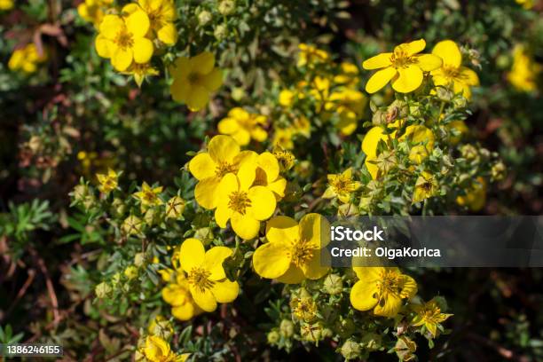 Yellow Cinquefoil Flower Potentilla Blossom Bright Sunny Of Natural Cinquefoil Flowering Branch Stock Photo - Download Image Now