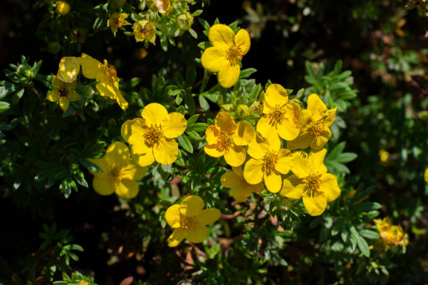 Yellow flower bloodroot cinquefoil blossom close-up cute spring background Yellow flower bloodroot cinquefoil blossom close-up, bright sunny postcard of natural flowering cinquefoil branch park leaf flower head saturated color stock pictures, royalty-free photos & images