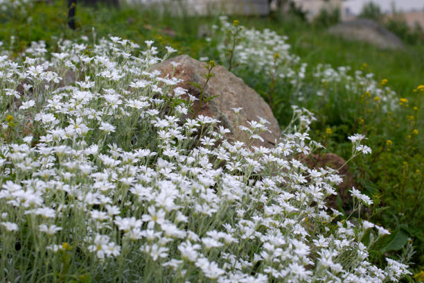 istock Flowers cerastium caryophyllaceae blossom white small flowers side view 1386246236