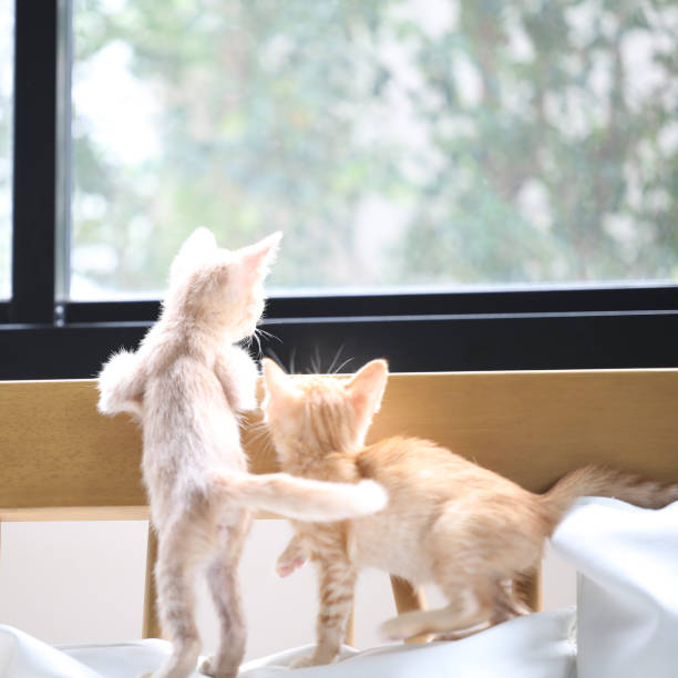 istock a pair of kittens standing on sofa and looking through window 1386249336